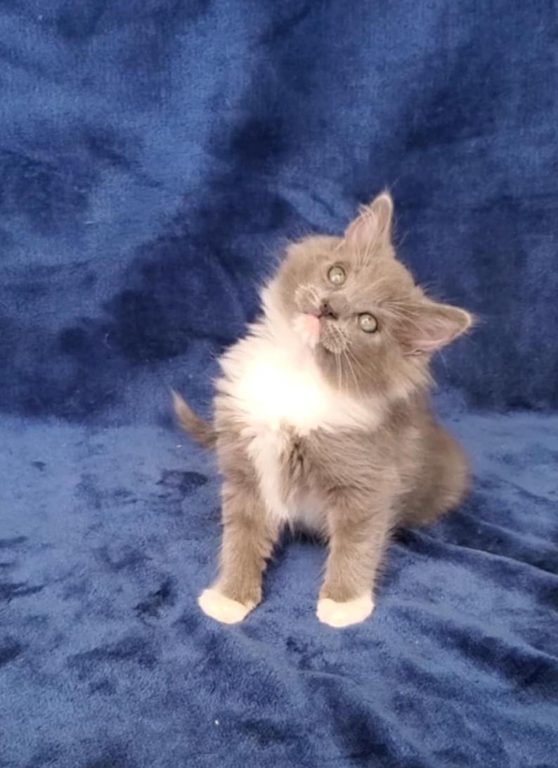 ragdoll kitten Stormy