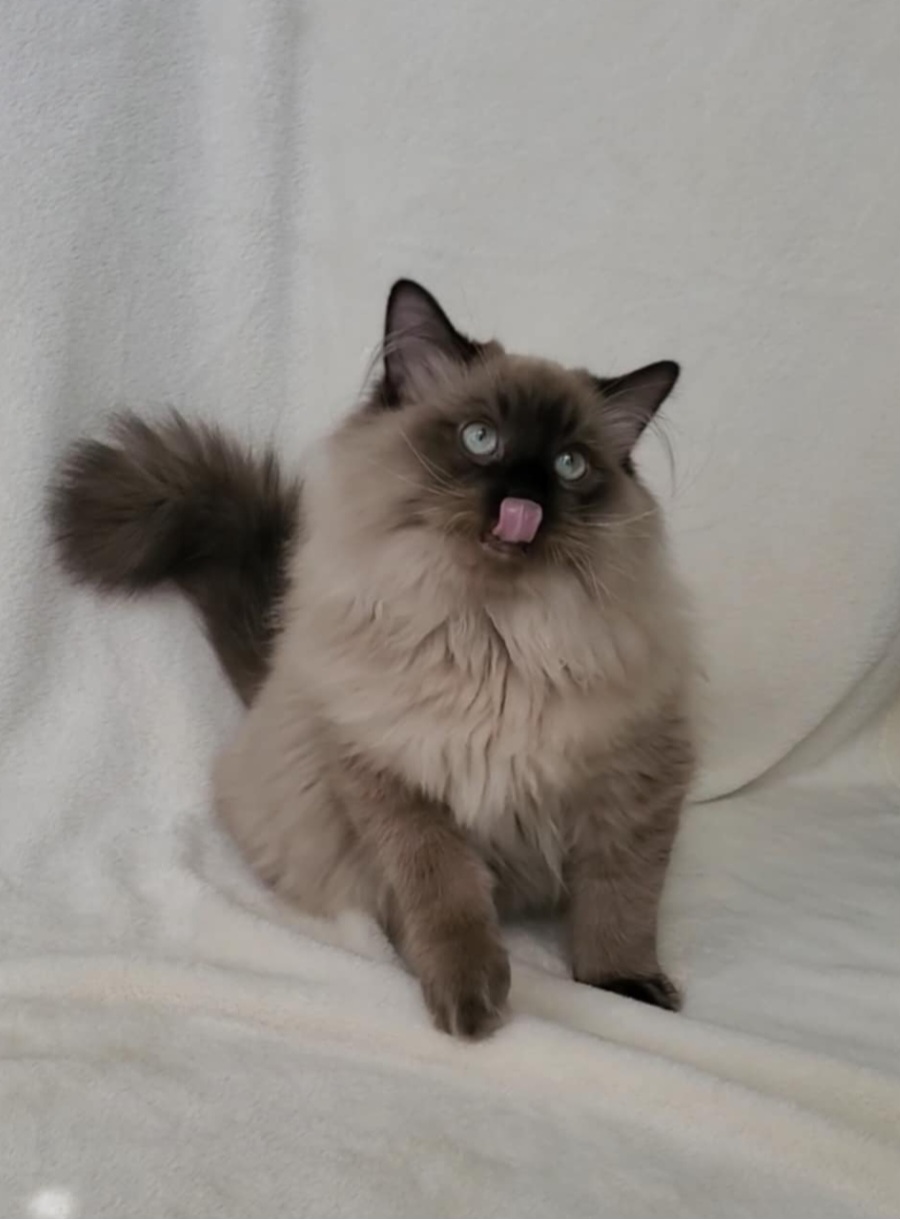 ragdoll kitten Knox