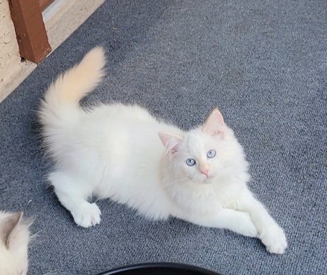 ragdoll kitten Scarlett