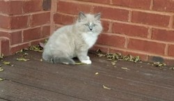 ragdoll cat teddy