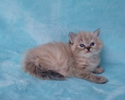 Ragdoll Kitten Bonnie