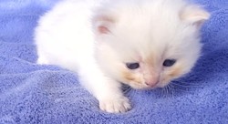 ragdoll kitten Cheeto