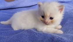ragdoll kitten Cheeto