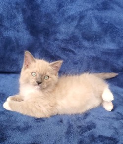 ragdoll kitten Finnegan