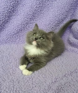 ragdoll kitten Sapphire