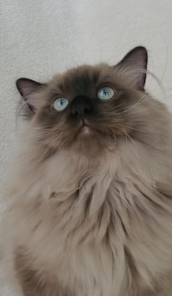 ragdoll kitten Knox