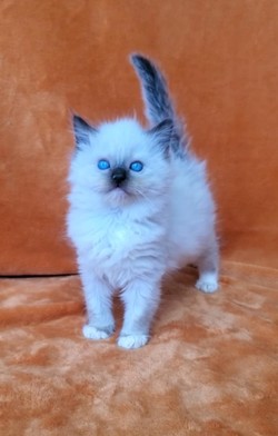 ragdoll kitten 