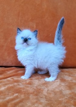 ragdoll kitten 