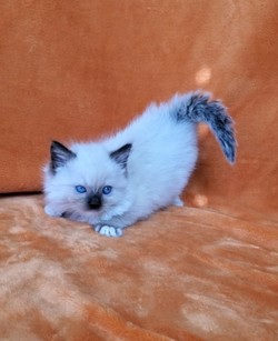 ragdoll kitten 