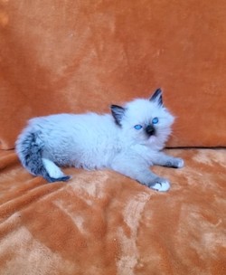 ragdoll kitten 