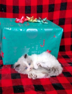 ragdoll kitten 