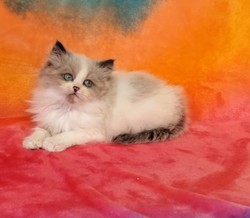 ragdoll kitten Blizzard